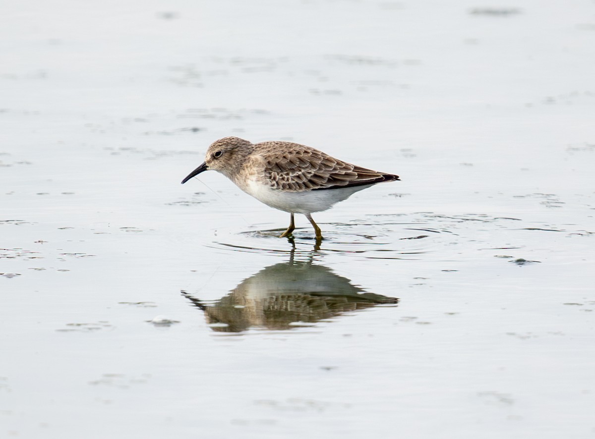 Least Sandpiper - ML644094806