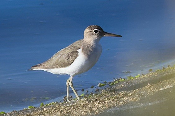 Spotted Sandpiper - ML644094807