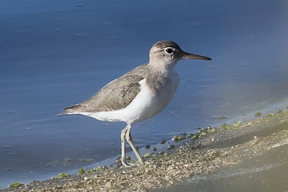 Spotted Sandpiper - ML644094812