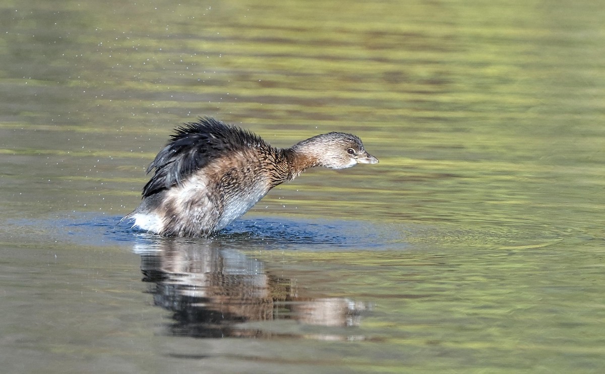 Pied-billed Grebe - ML644094814
