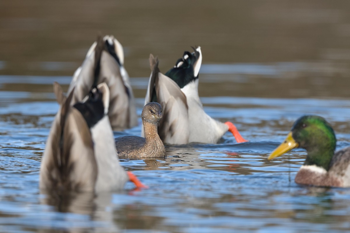 Pied-billed Grebe - ML644094815