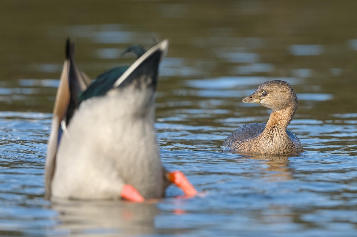 Pied-billed Grebe - ML644094816