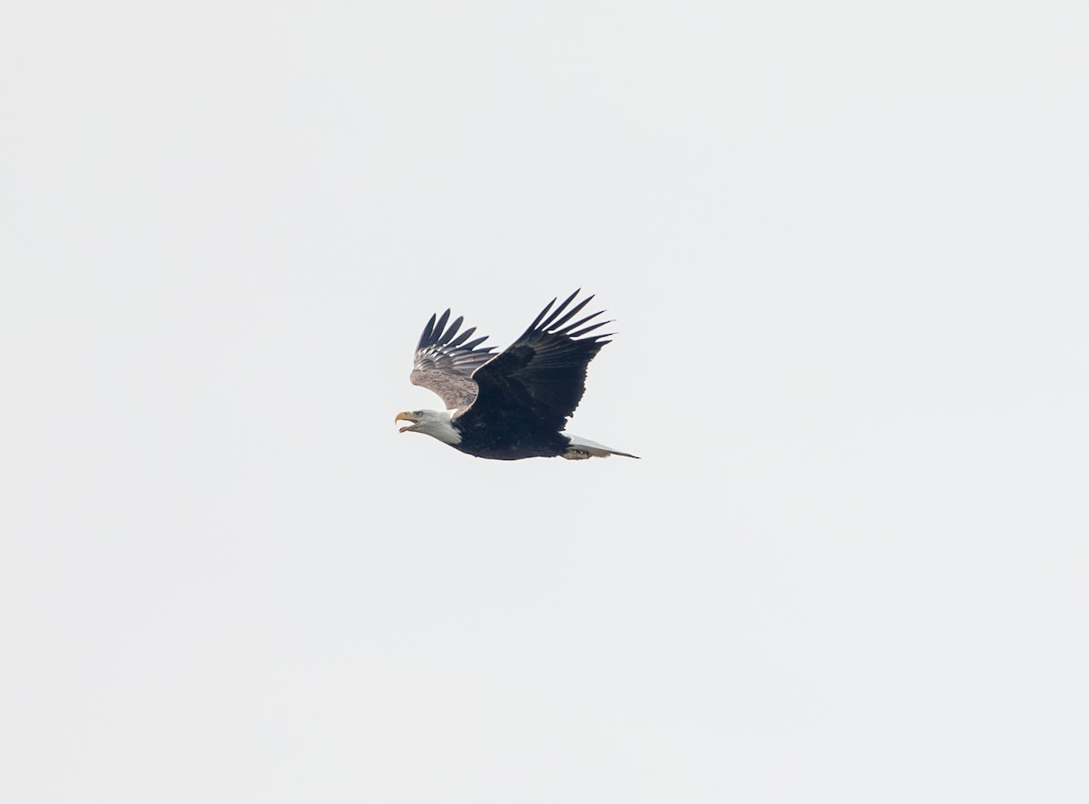 Bald Eagle - ML644094824