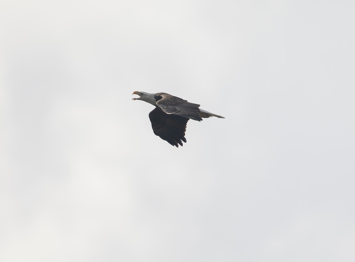 Bald Eagle - ML644094825