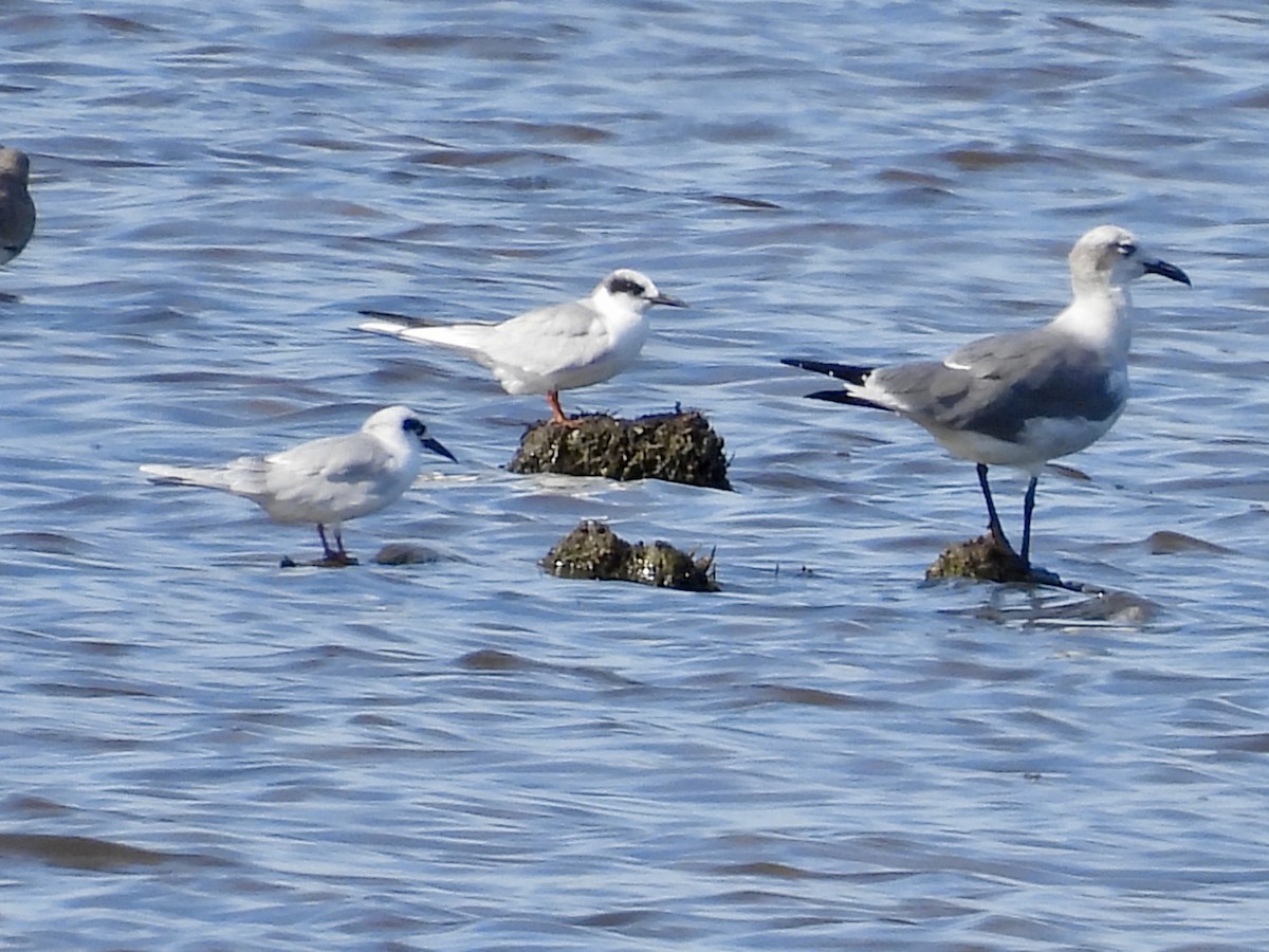 Forster's Tern - ML644094843