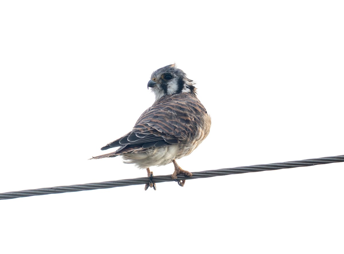 American Kestrel - ML644094850