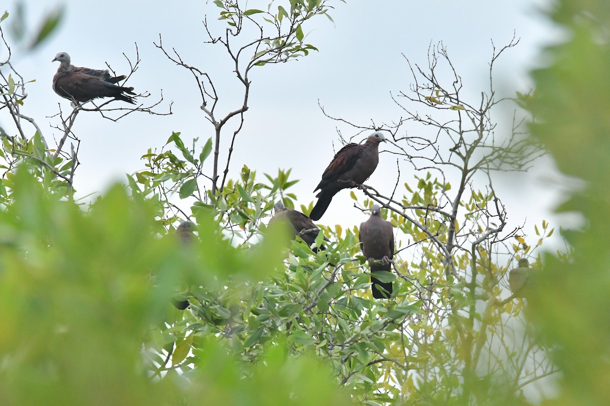 Pale-capped Pigeon - ML644094882