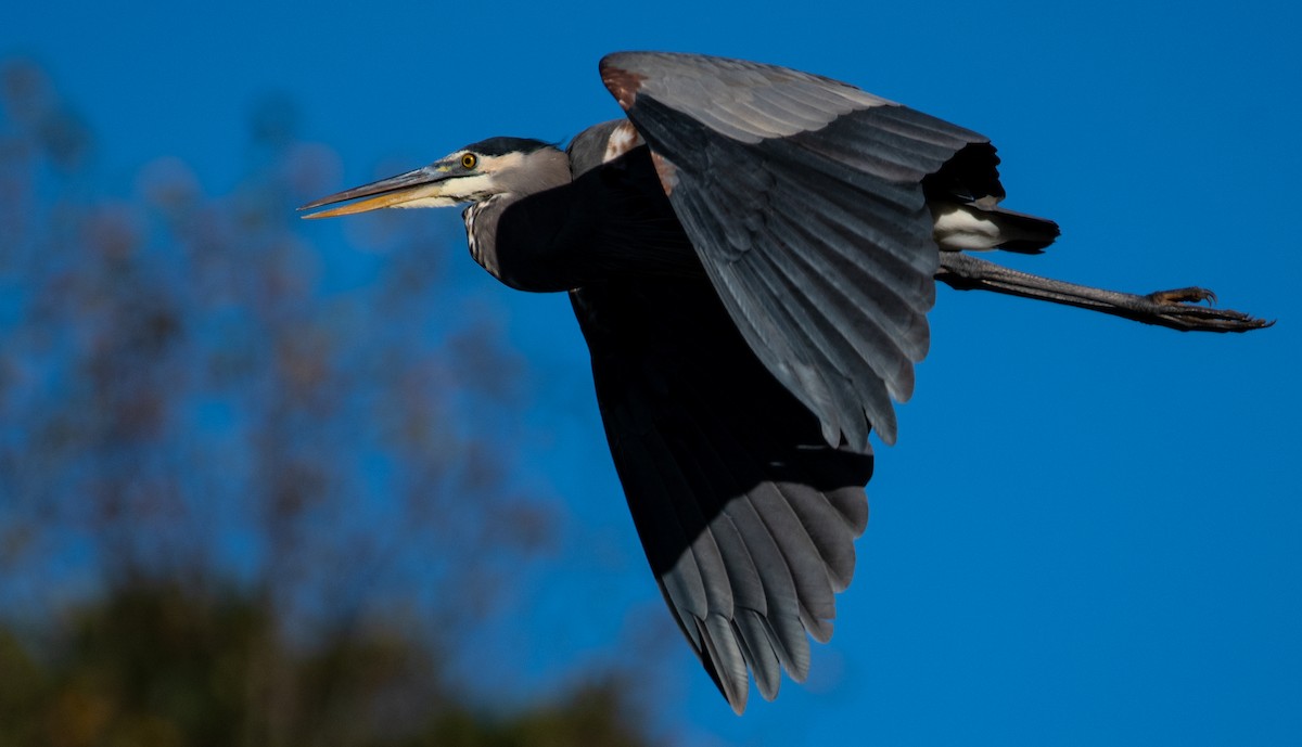 Great Blue Heron - ML644094885
