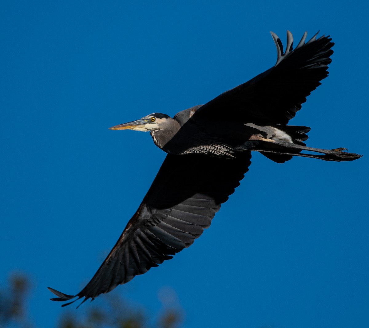 Great Blue Heron - ML644094886