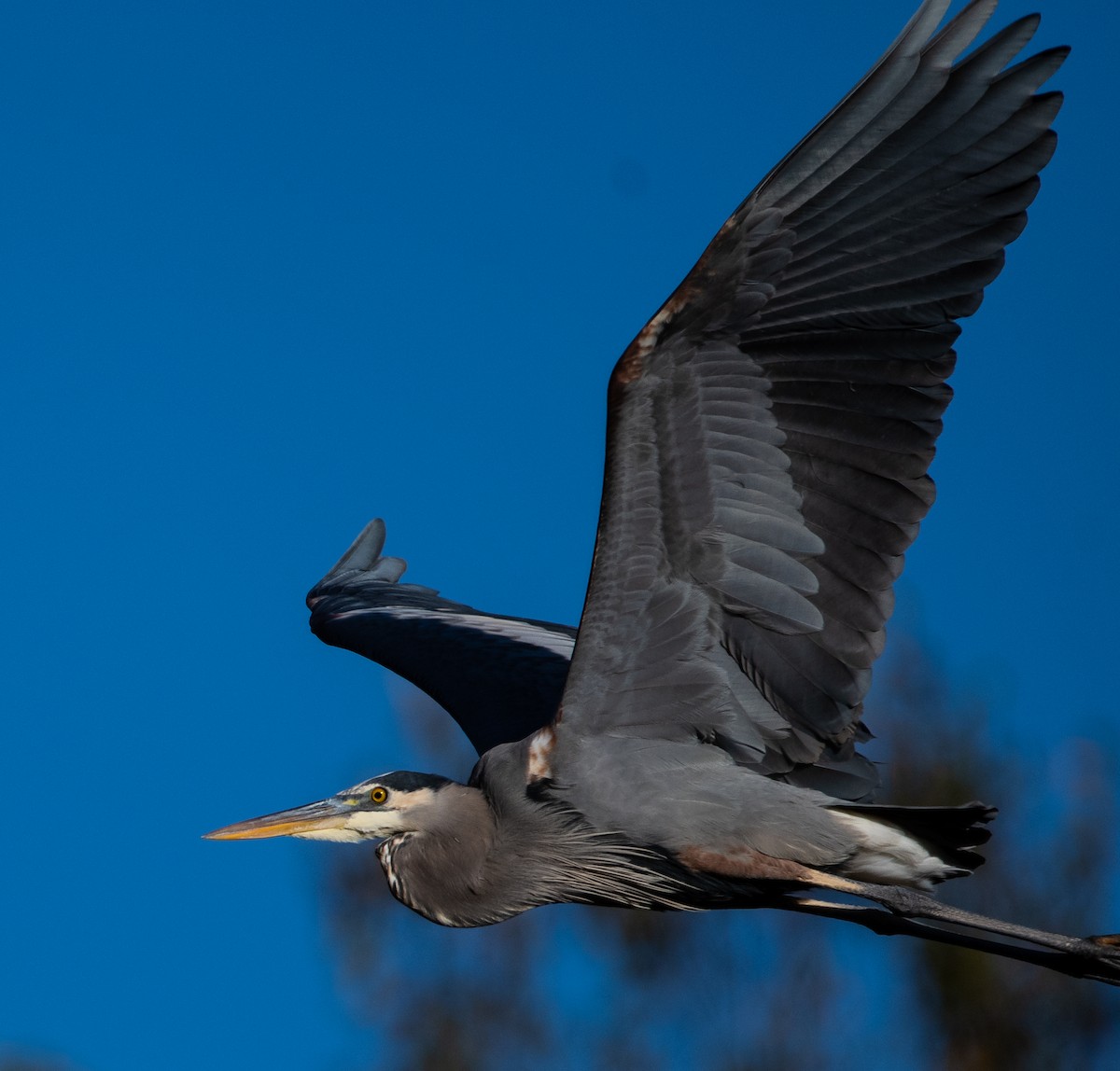 Great Blue Heron - ML644094888