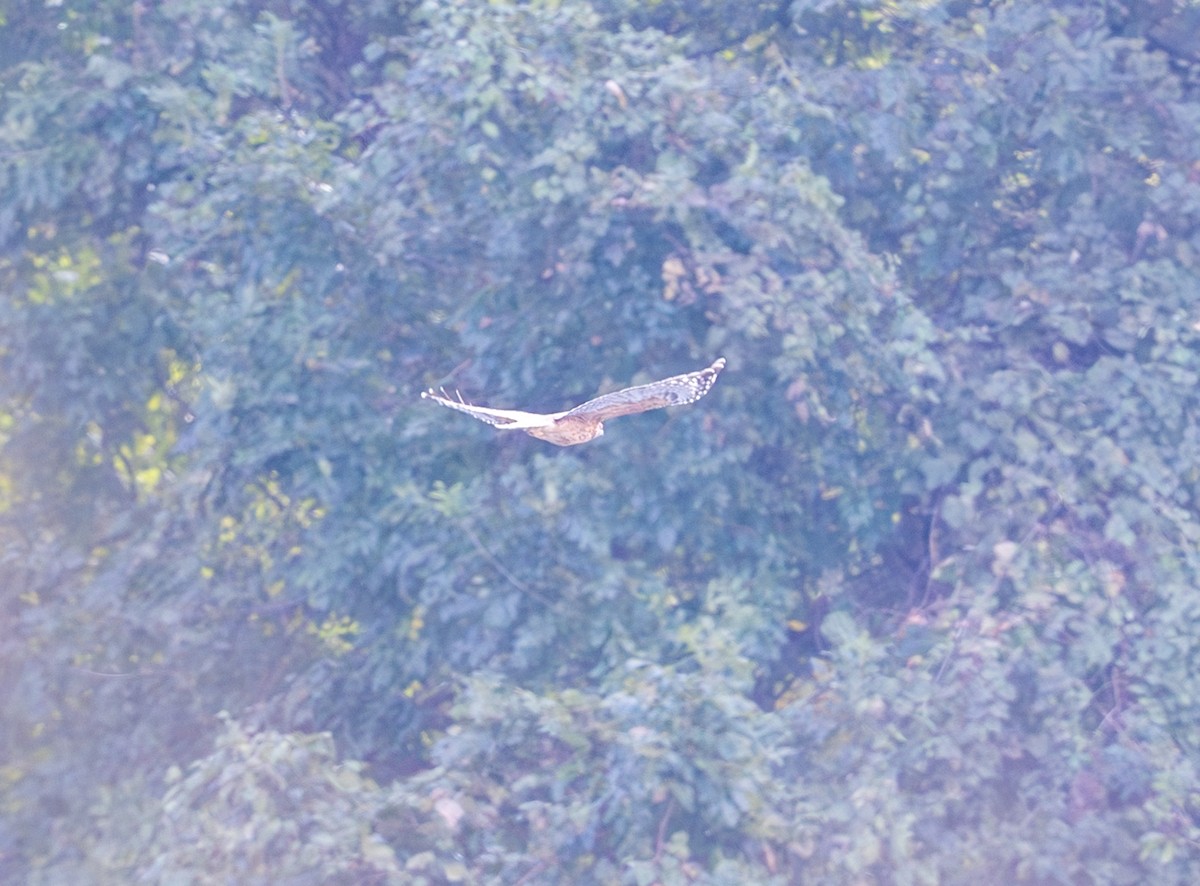 Red-shouldered Hawk - ML644094897