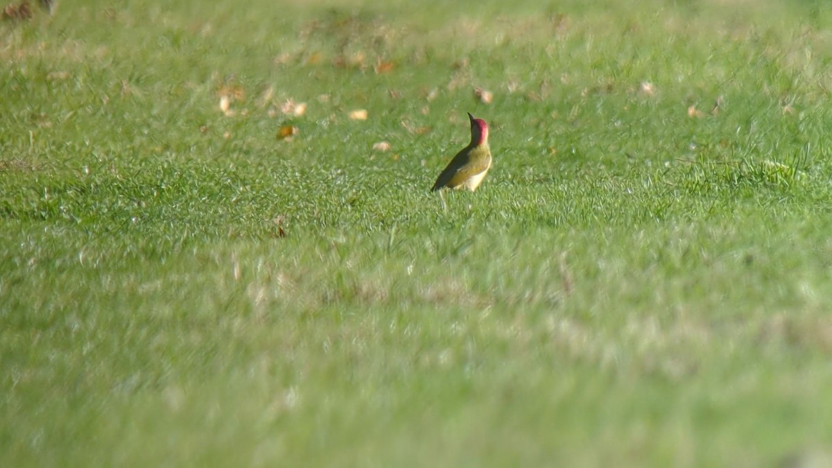 Eurasian Green Woodpecker - ML644094908