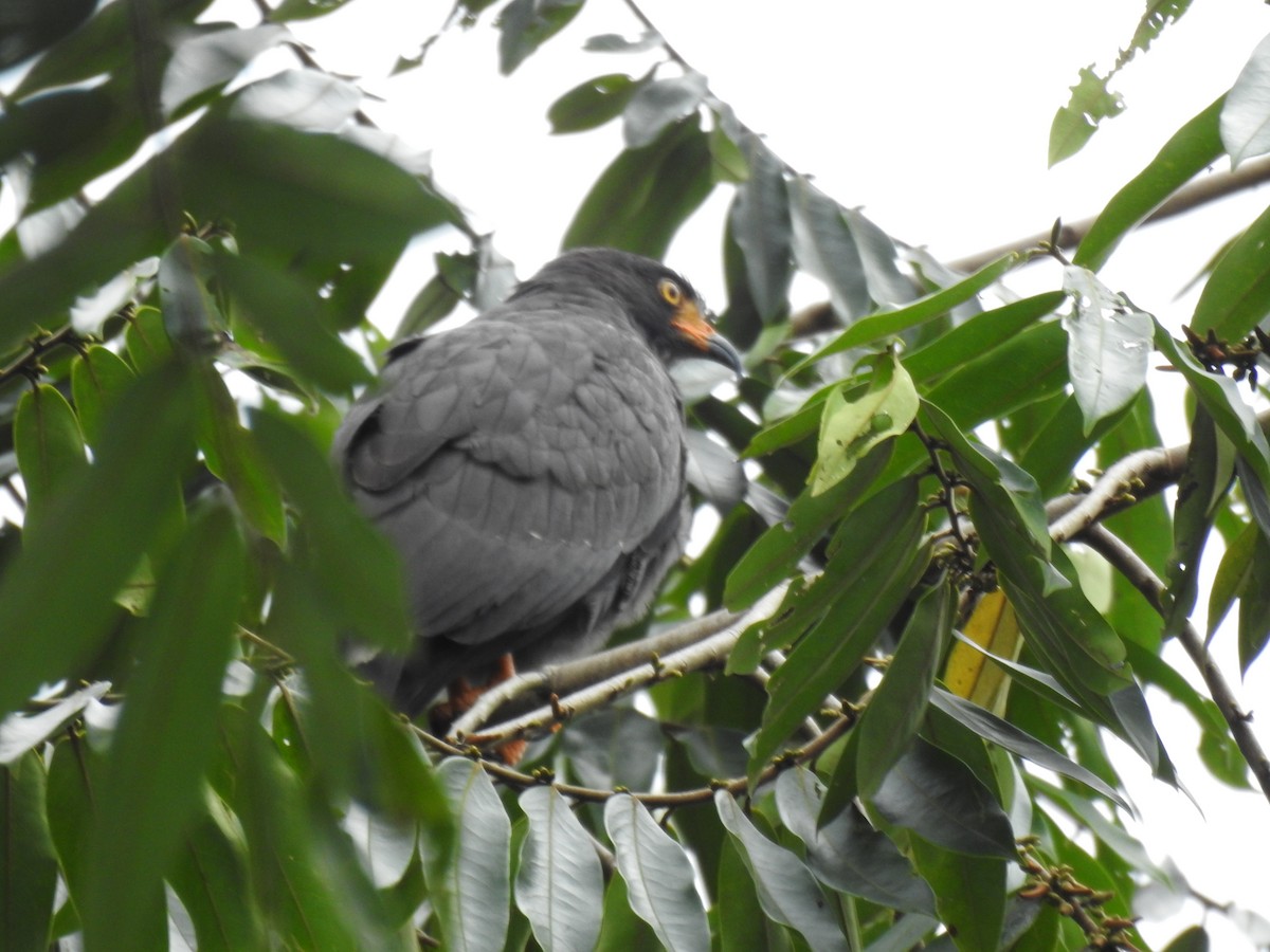 smalnebbglente - ML644094910