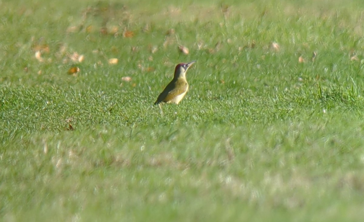 Eurasian Green Woodpecker - ML644094913