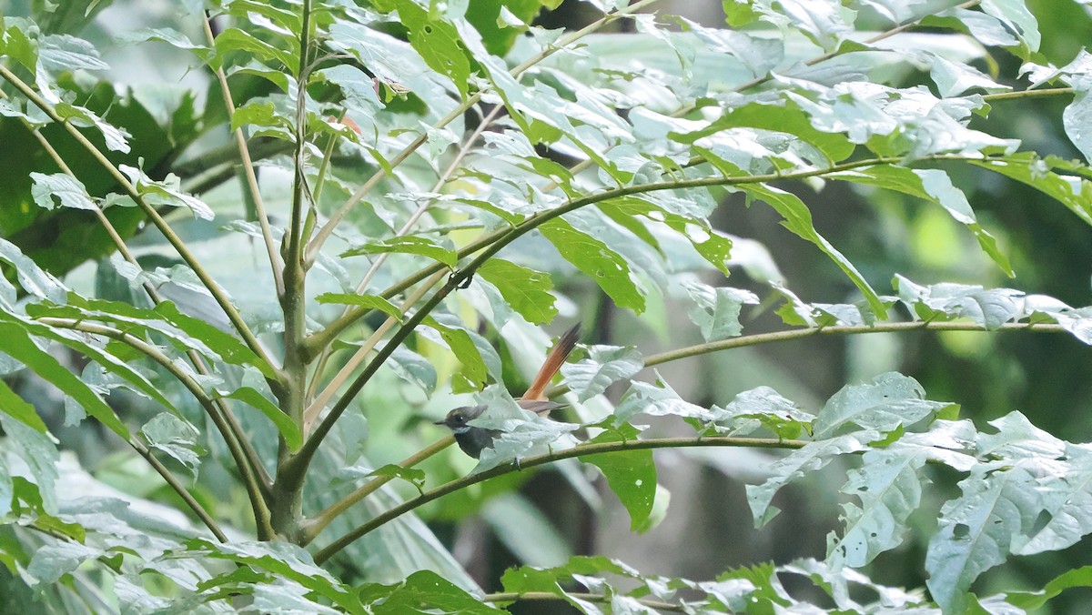 Sulawesi Fantail - ML644094914