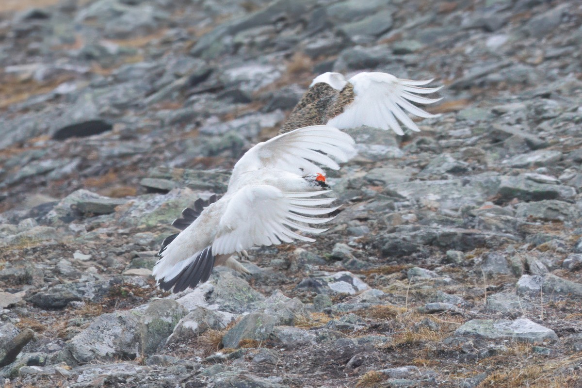 Куріпка тундрова - ML644094916