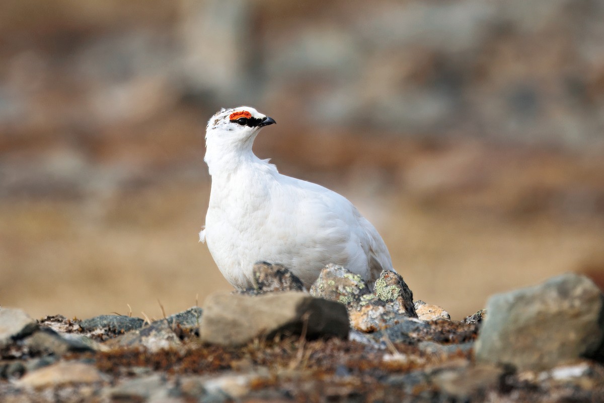 Куріпка тундрова - ML644094917