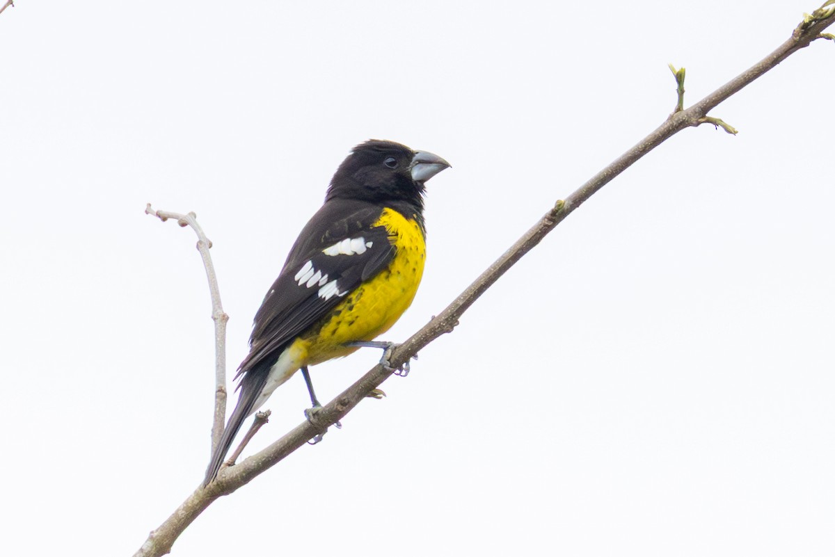 Black-backed Grosbeak - ML644094928
