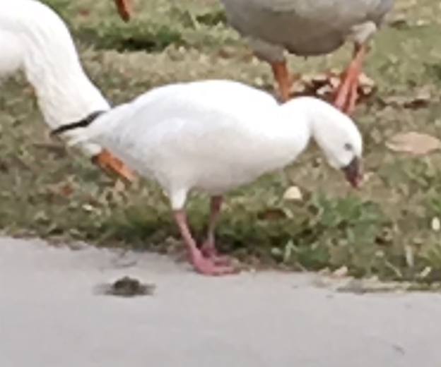 Snow Goose - ML644094946