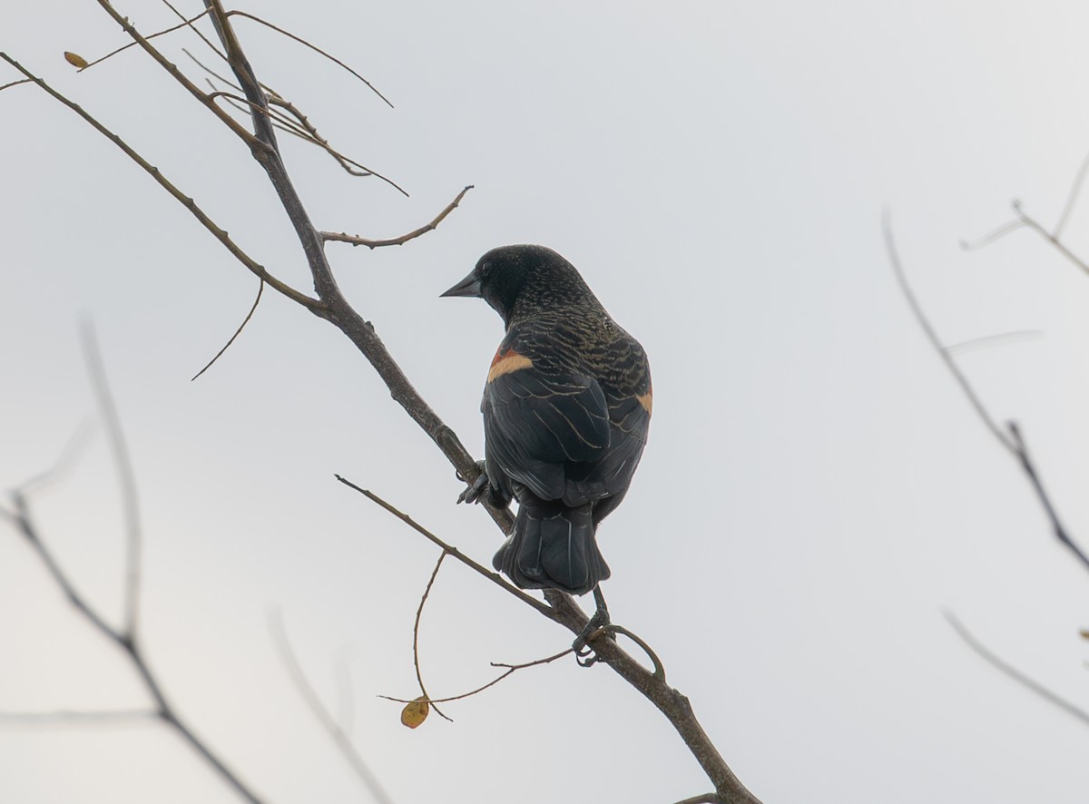 Red-winged Blackbird - ML644094947