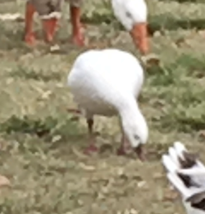 Ross's Goose - ML644094948