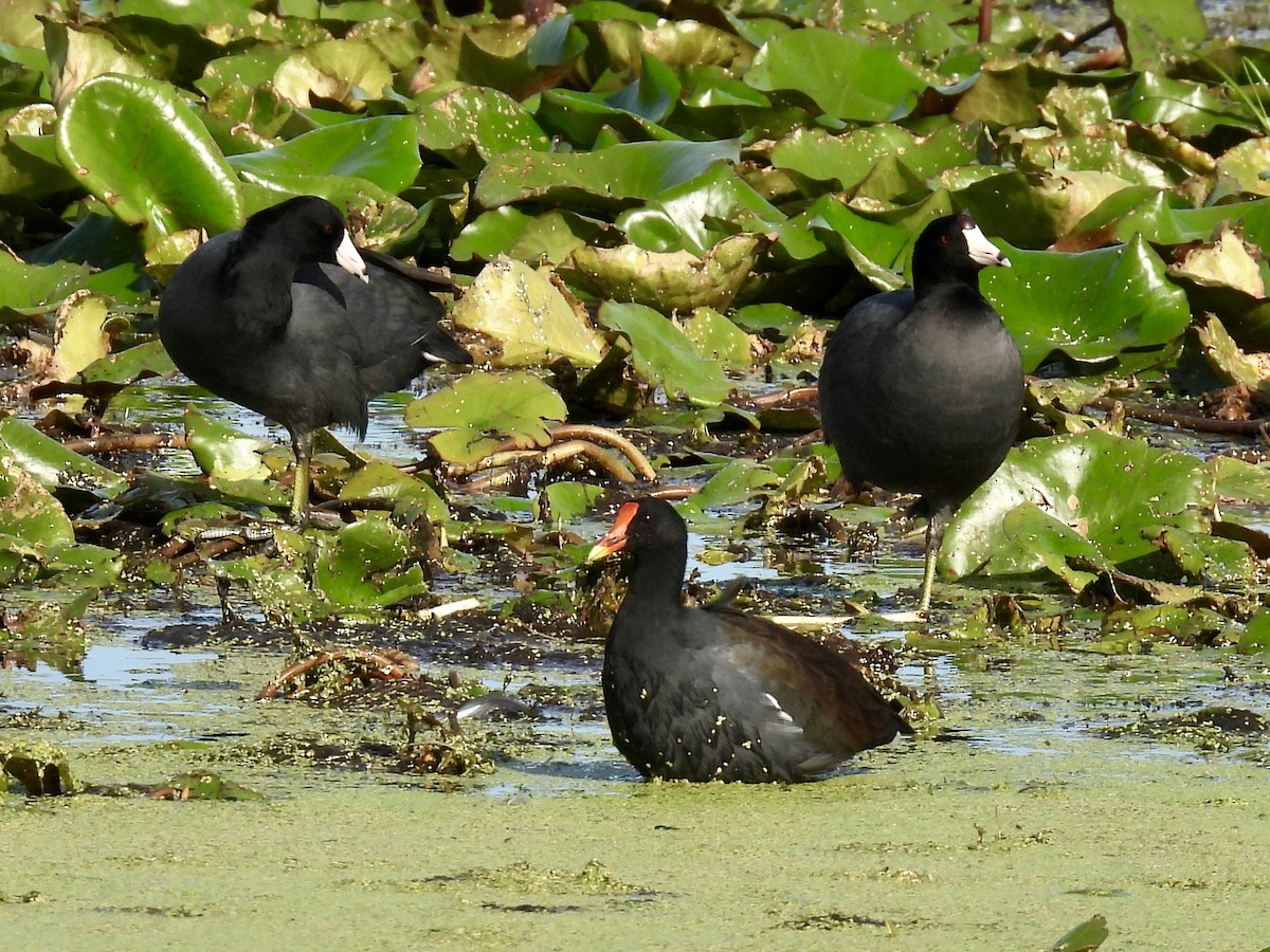 American Coot - ML644094959