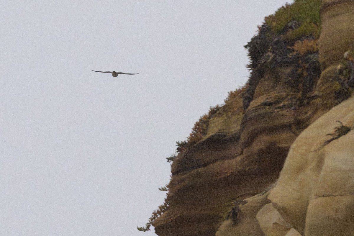 Faucon pèlerin - ML644094969