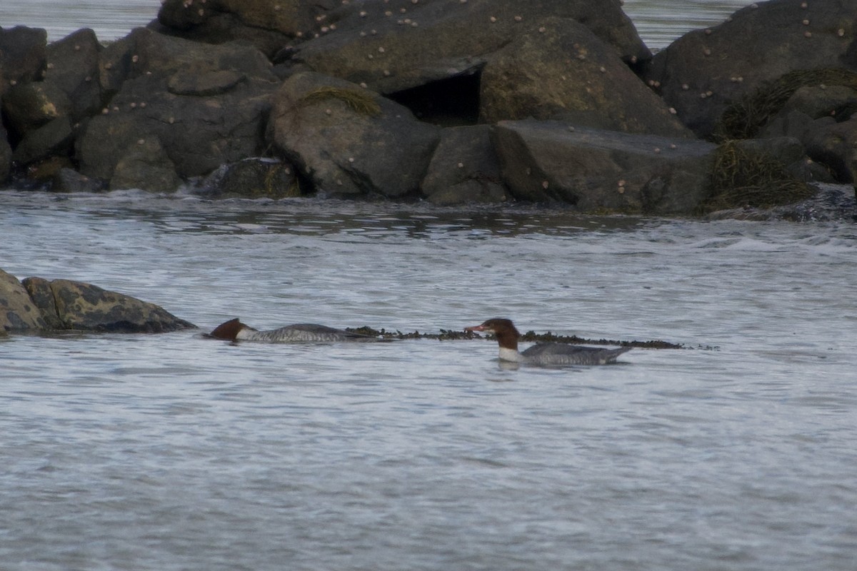 川秋沙 - ML644094970