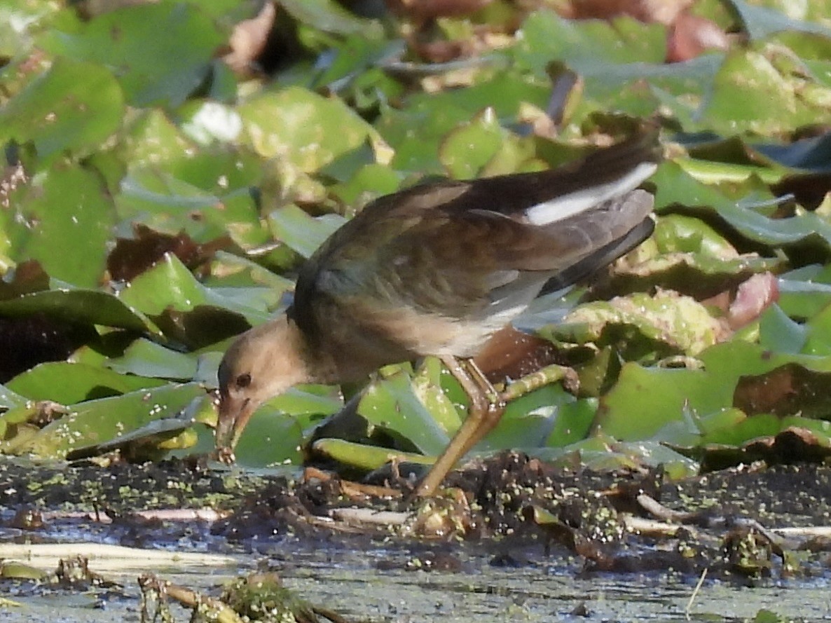 Purple Gallinule - ML644094984