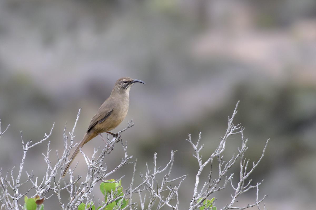 California Thrasher - ML644094986