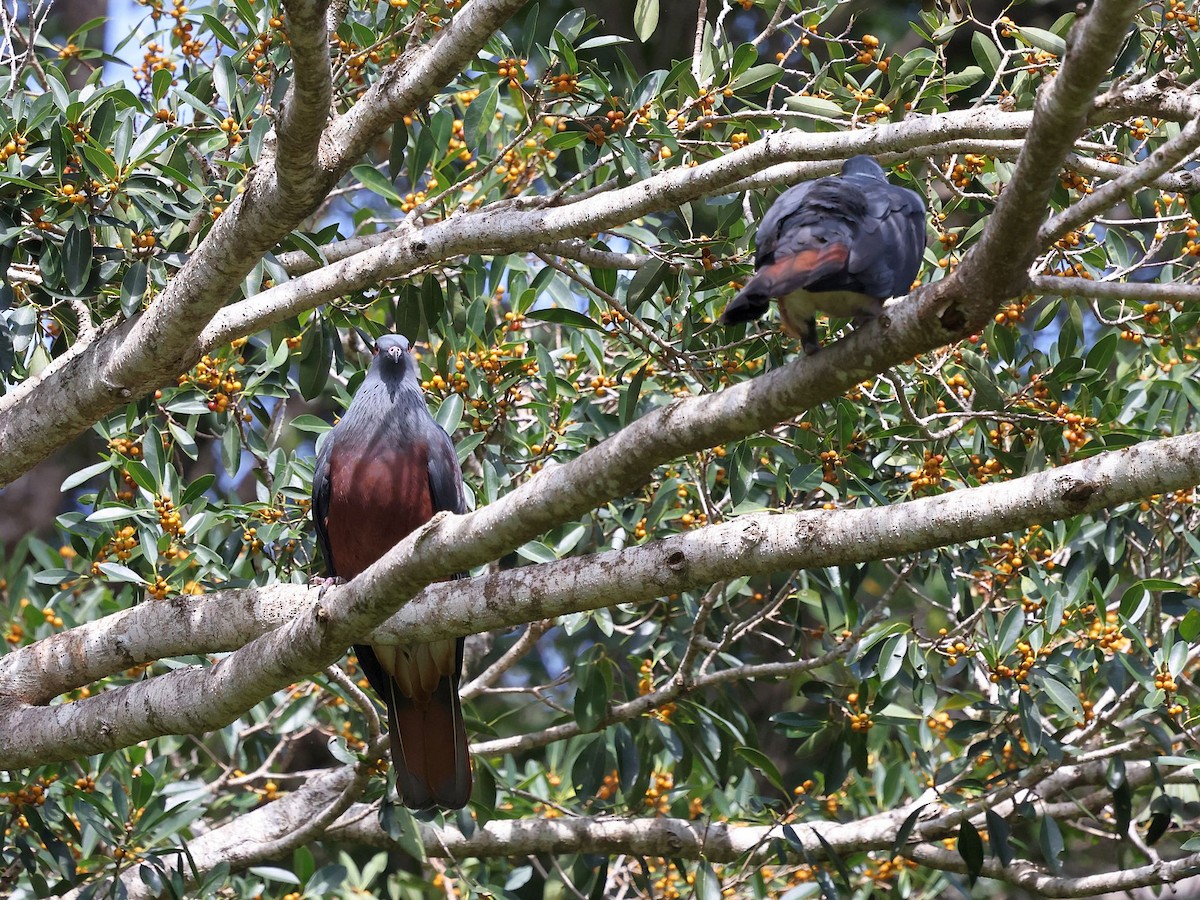 goliatkeiserdue - ML644094989