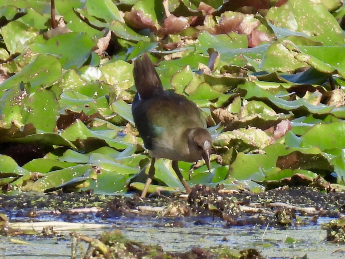 Purple Gallinule - ML644094991