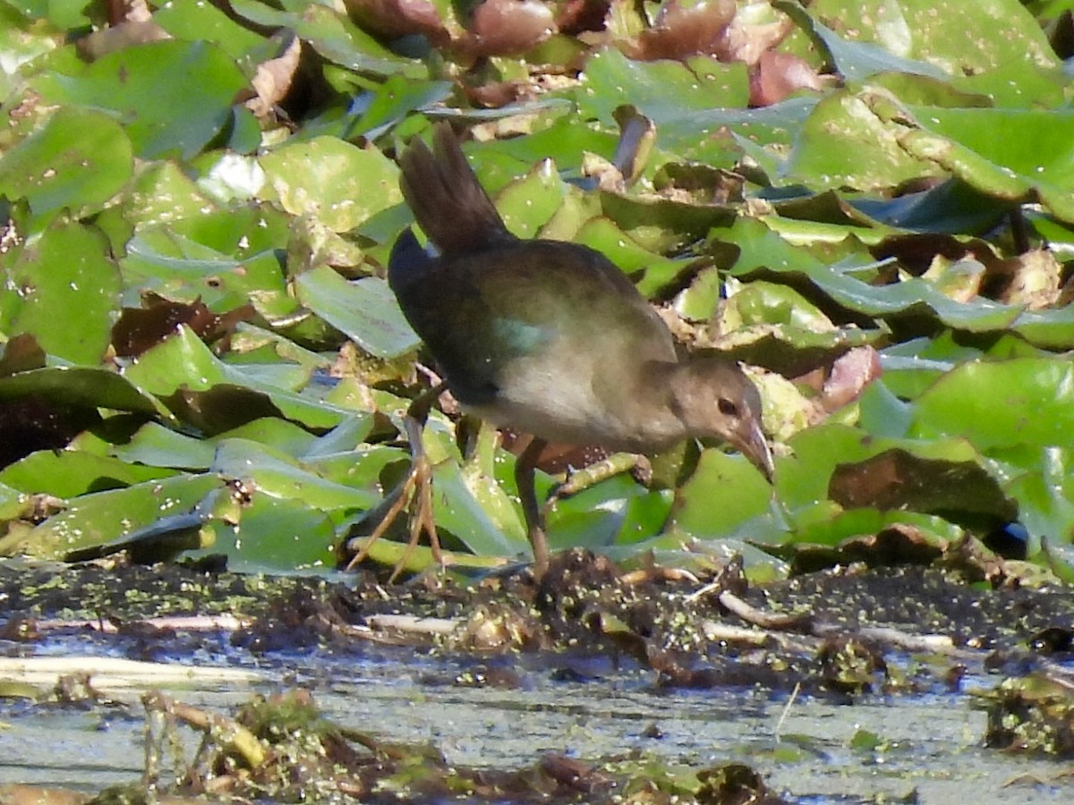 Purple Gallinule - ML644095000