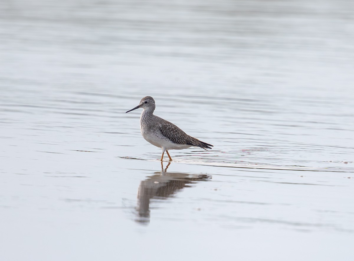 Lesser Yellowlegs - ML644095006