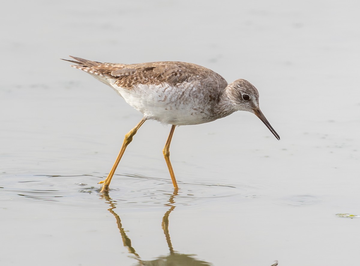 Lesser Yellowlegs - ML644095007