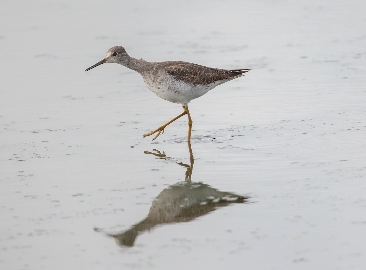 Lesser Yellowlegs - ML644095008