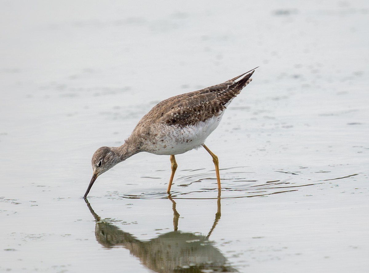 Lesser Yellowlegs - ML644095009
