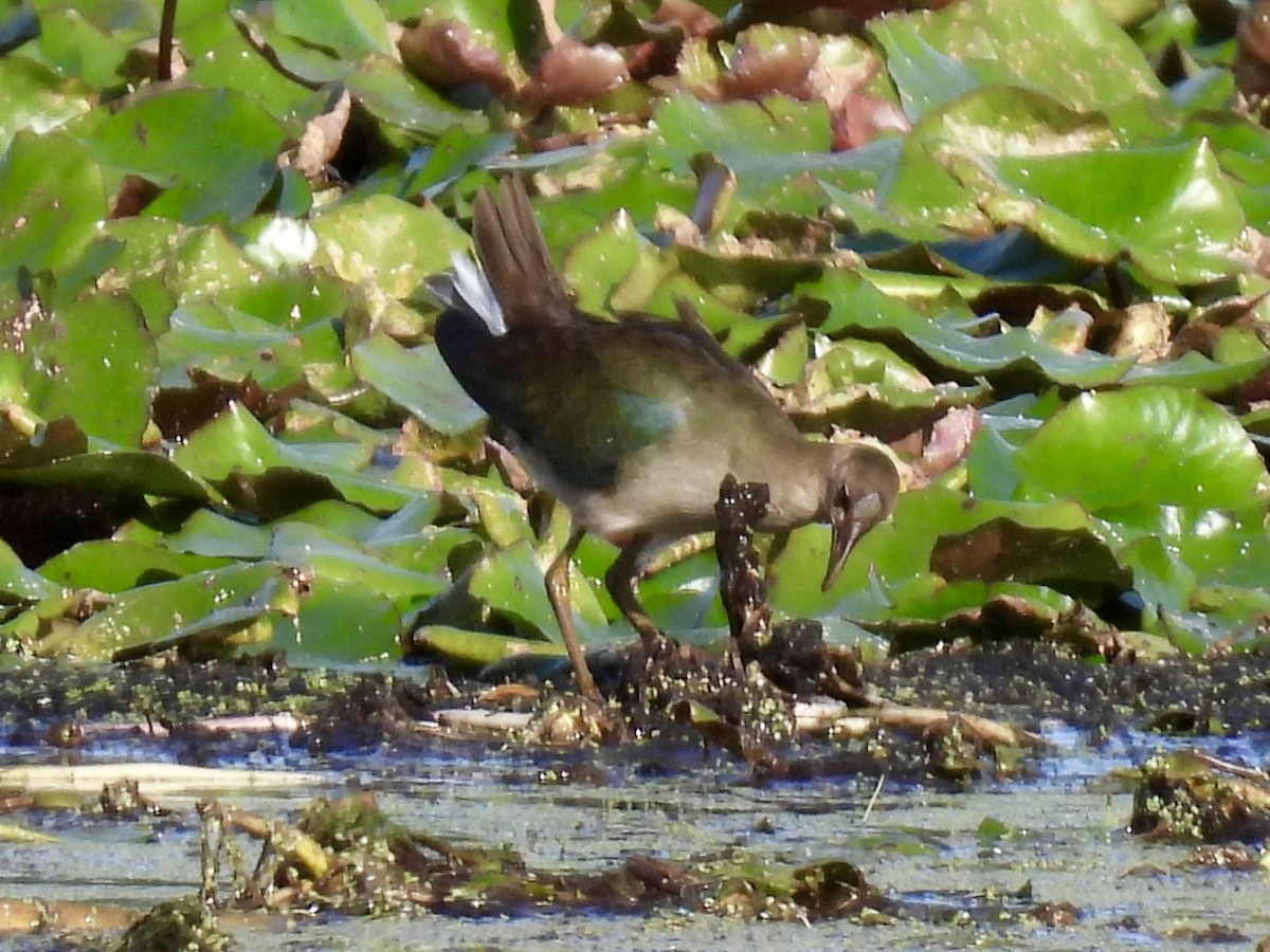 Purple Gallinule - ML644095024