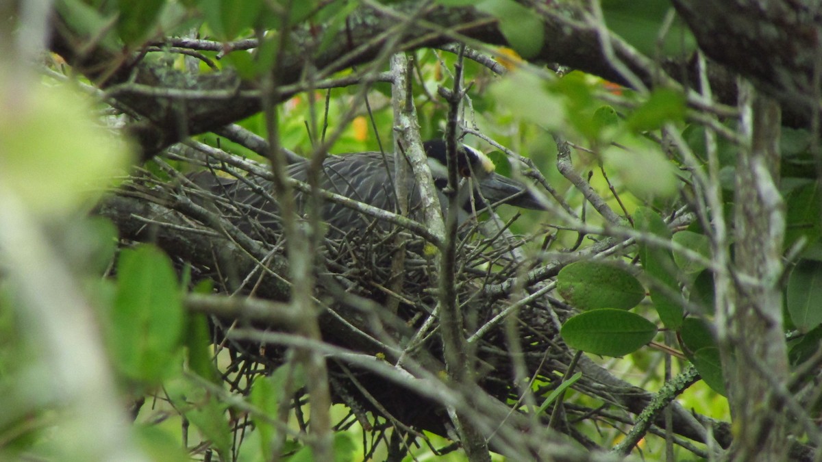 Yellow-crowned Night Heron - ML644095025