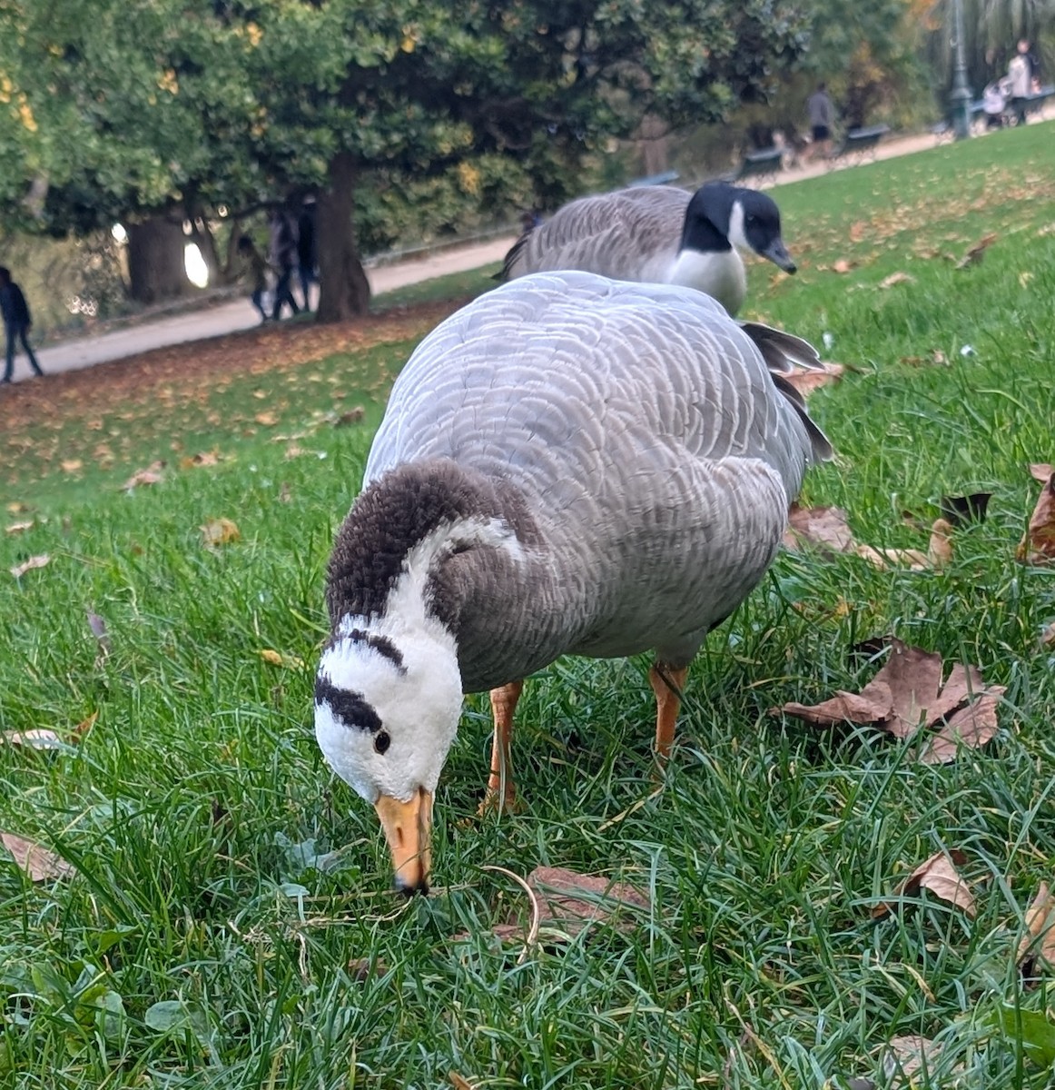 Хээрийн галуу - ML644095030