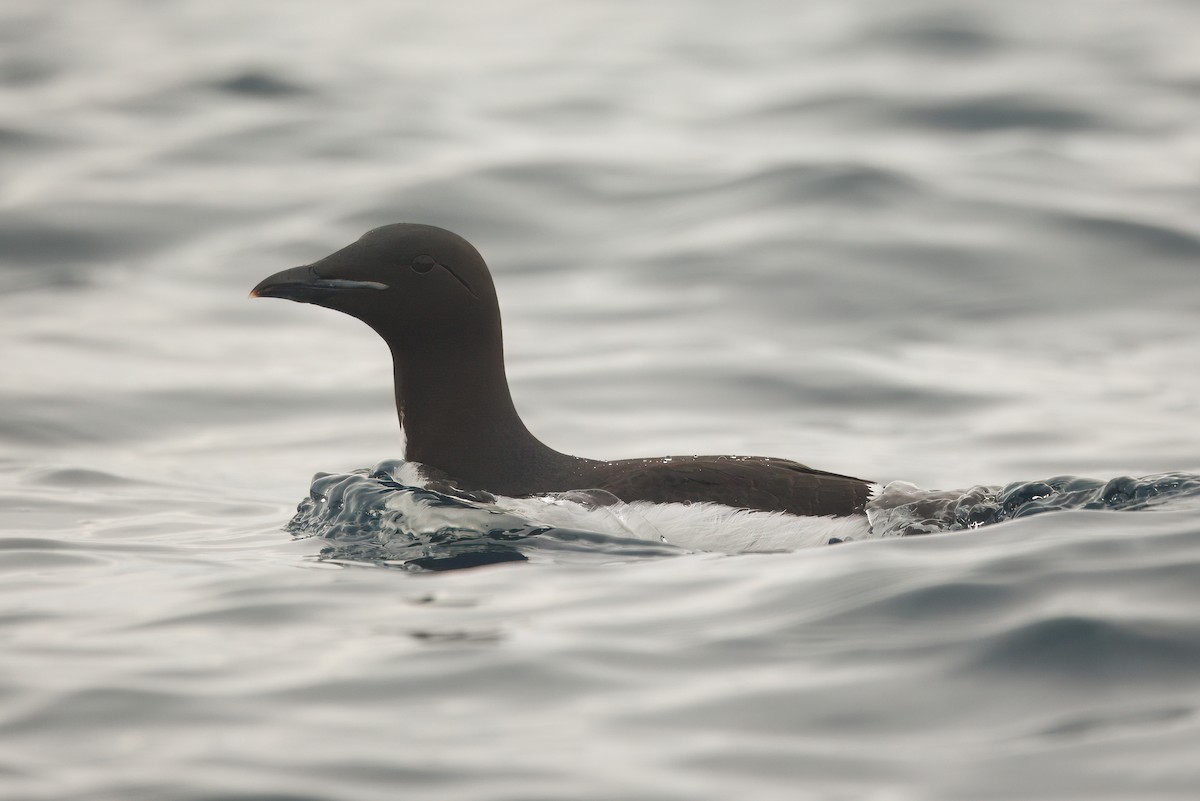 Толстоклювая кайра - ML644095049