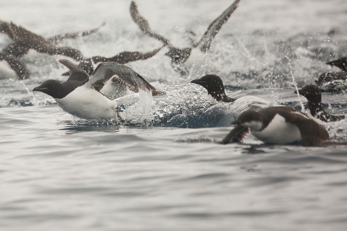 Толстоклювая кайра - ML644095050