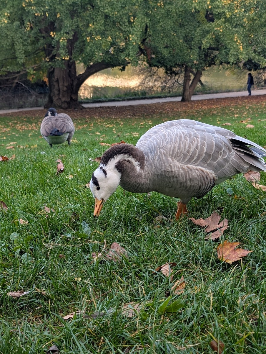 Хээрийн галуу - ML644095055