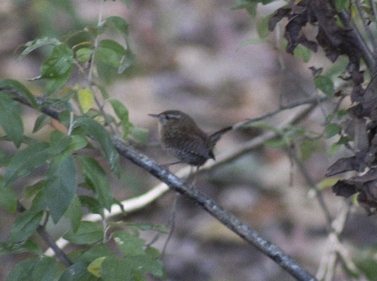 Winter Wren - ML644095060