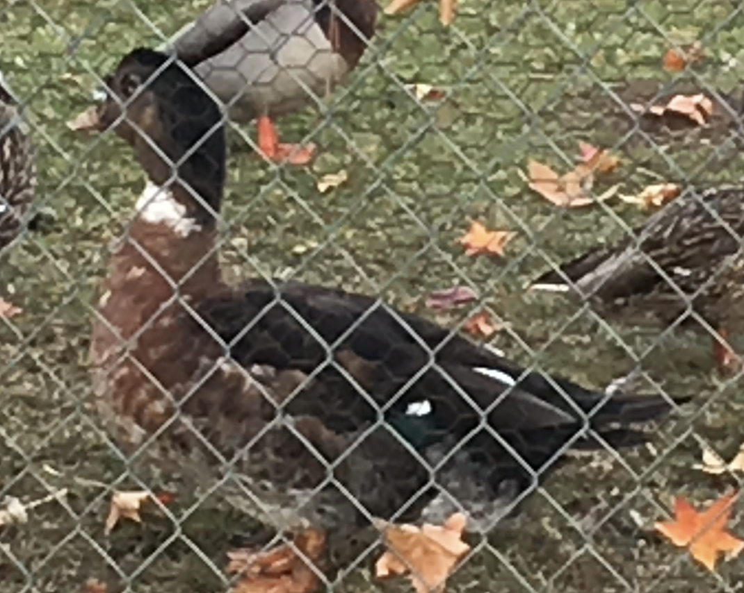 Muscovy Duck (Domestic type) - ML644095065
