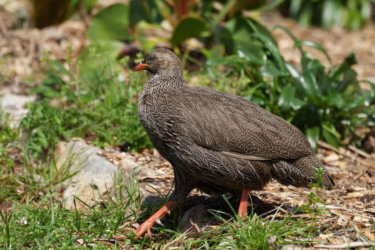 Cape Spurfowl - ML644095067