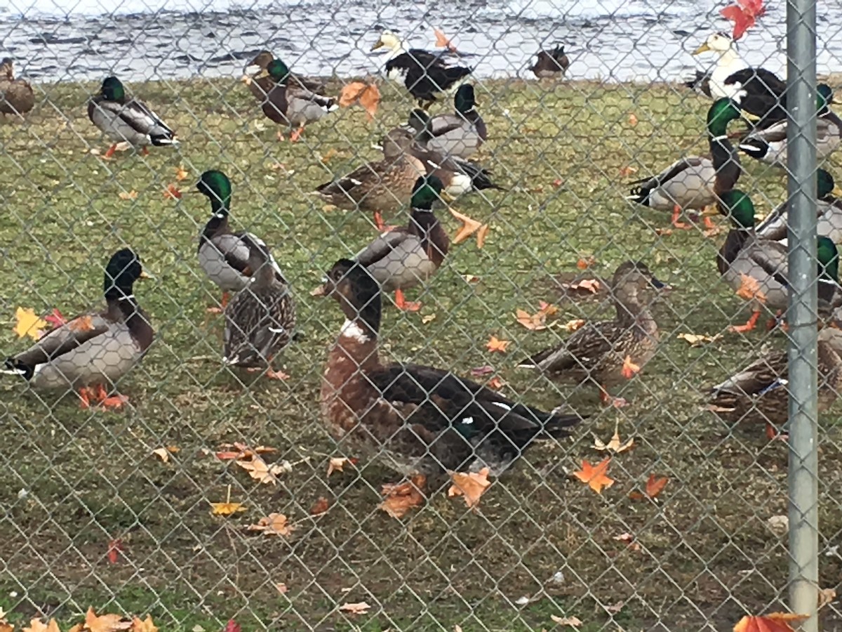 Mallard - ML644095074