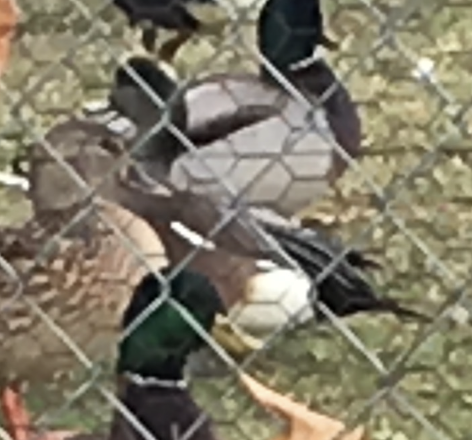 American Wigeon - ML644095081