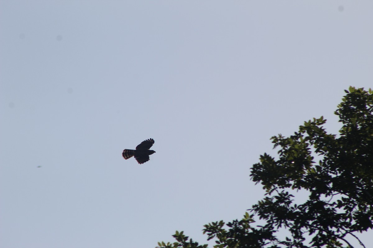 Roadside Hawk - ML644095084