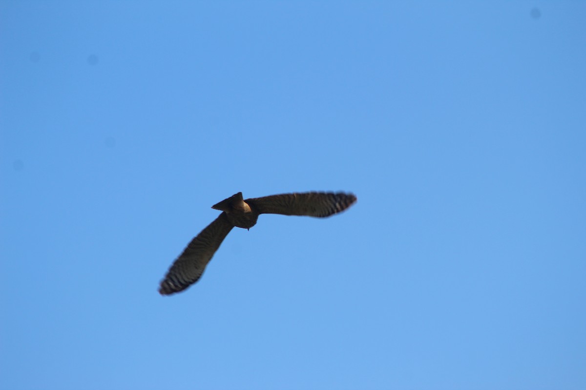 Roadside Hawk - ML644095085